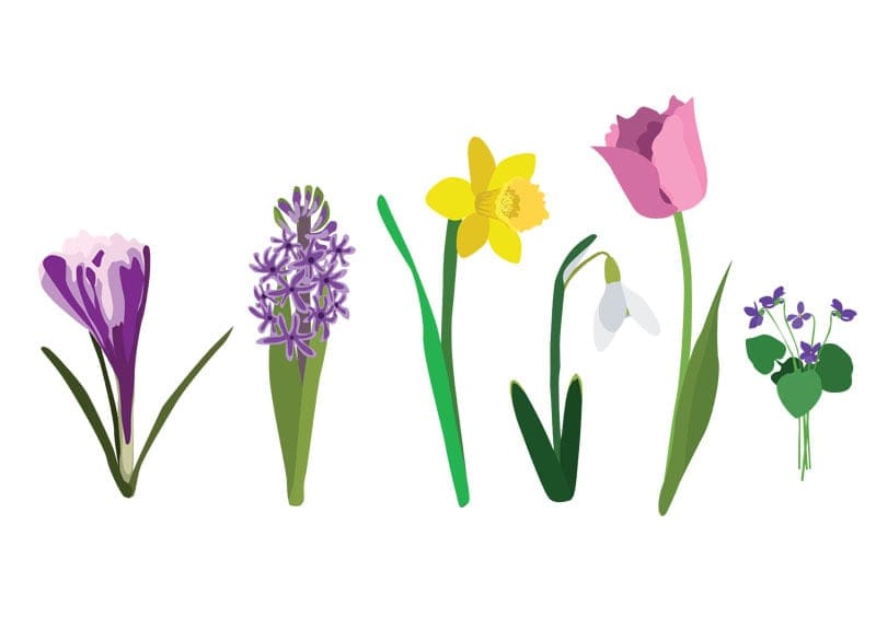 Flores diversas ilustram post sobre tendências da primavera