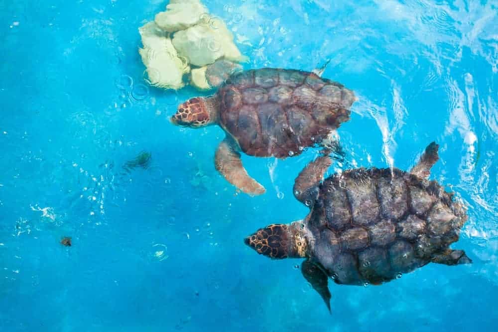 Imagem mostra tartarugas nadando em post sobre lugares para visitar na ilha de Guriri