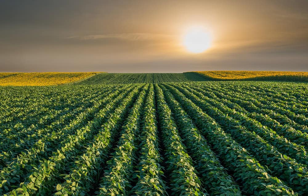 Como a vegetação protege o solo