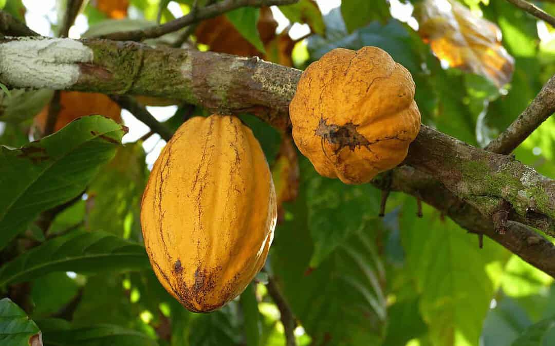 Dia do Cacau: fruto é destaque em Linhares