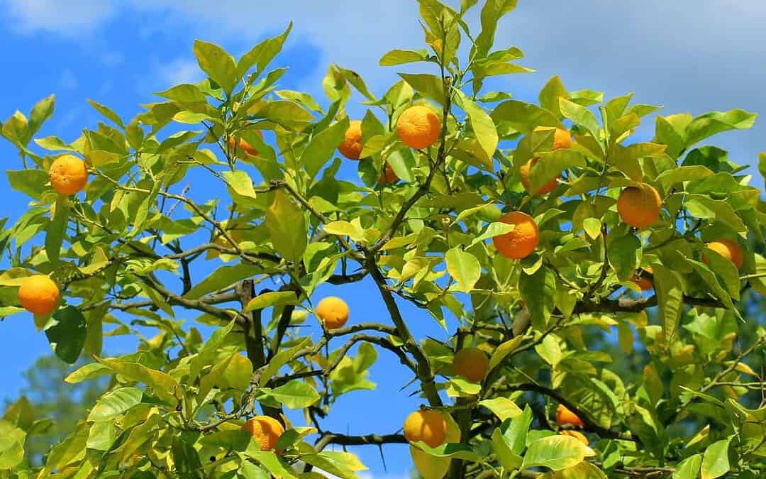 Laranjeira em bosque frutífero