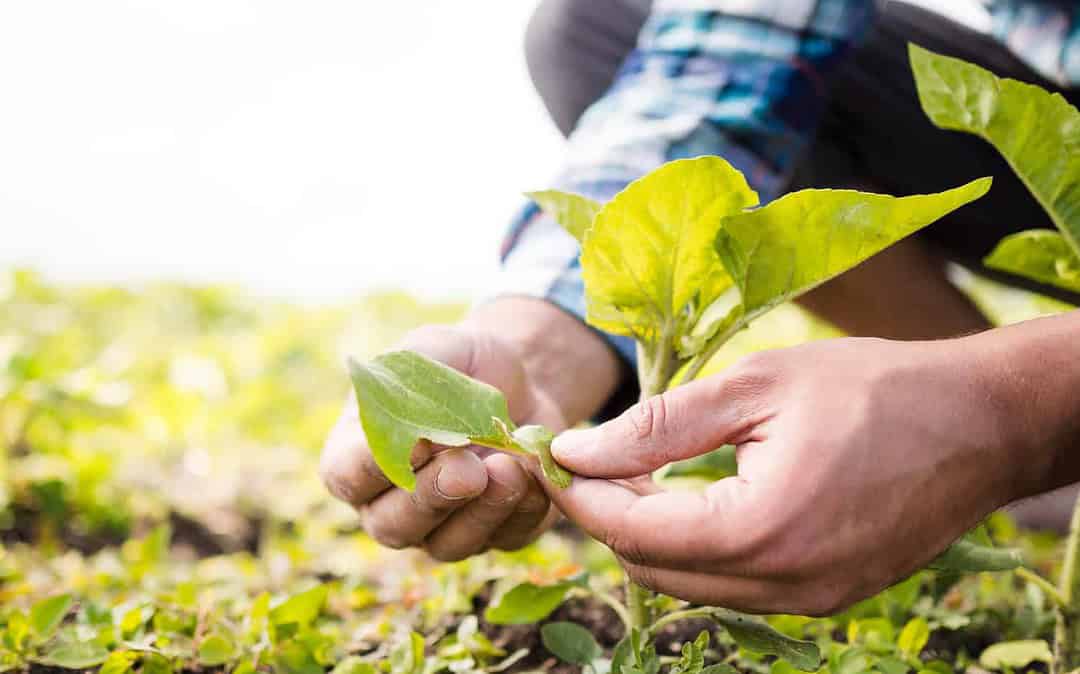 Foto de uma mão colhendo para ilustrar o post sobre o cultivo de produtos agrícolas do blog da Soma Urbanismo