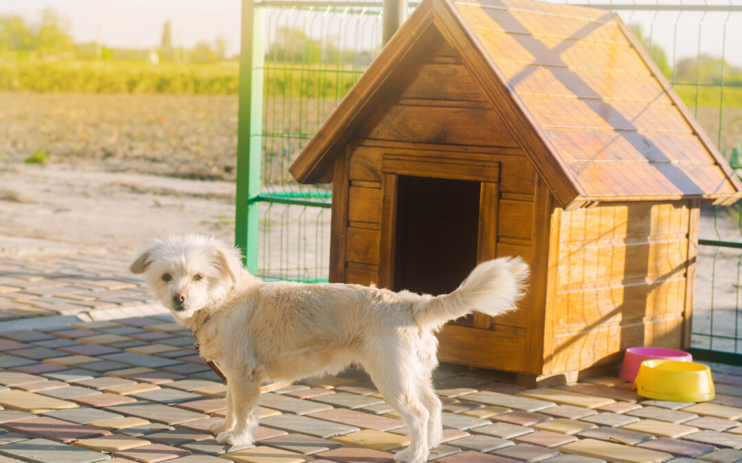 Aprenda a construir uma casinha para o seu cachorro