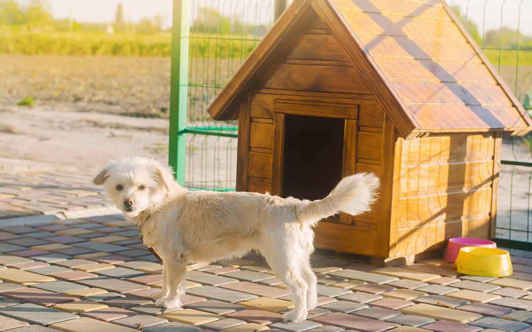 Aprenda a construir uma casinha para o seu cachorro