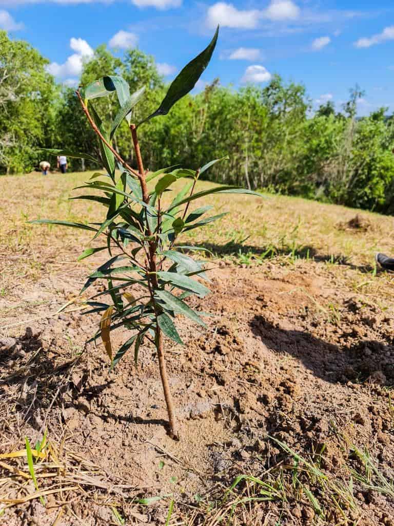 Registro de ação em comemoração a Semana do Meio Ambiente, onde a Soma Urbanismo plantou 60 mudas de árvores no Residencial Jacuí III, um dos empreendimentos da loteadora, em São Mateus, no Norte do Espírito Santo. 