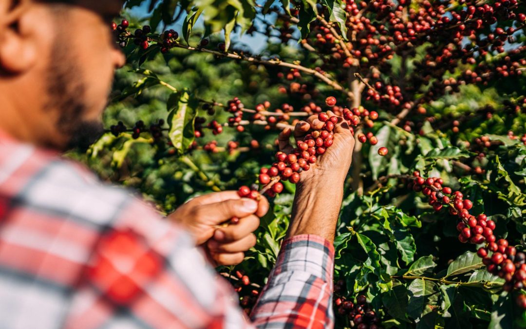 Do café à conquista do seu lote: por que investir em Nova Venécia?