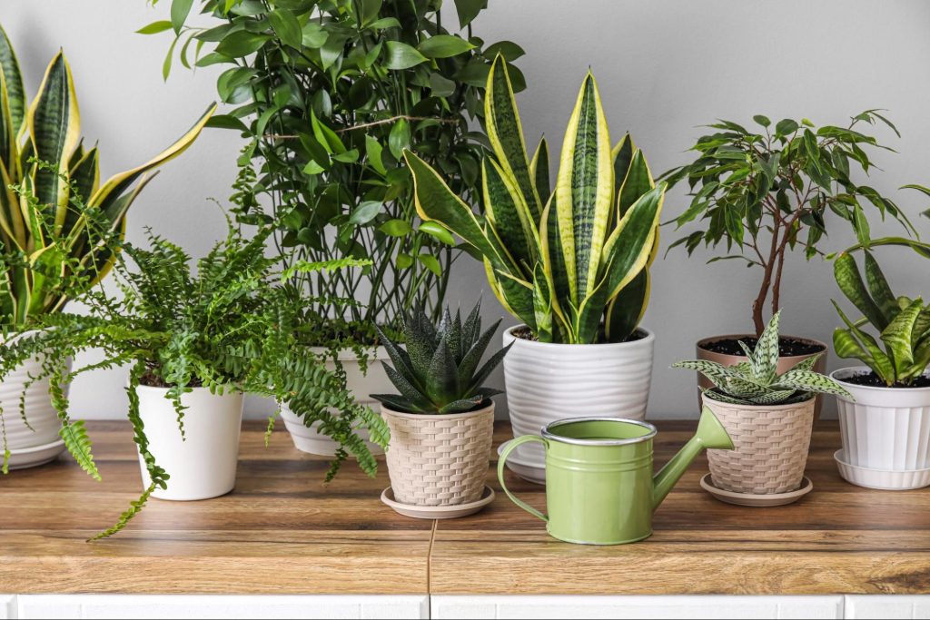 Vasos de plantas decorativas sobre um aparador de madeira em ambiente interno, com regador verde em destaque. Imagem ilustrativa para post sobre modelos de jardim de inverno, do blog da Soma Urbanismo.