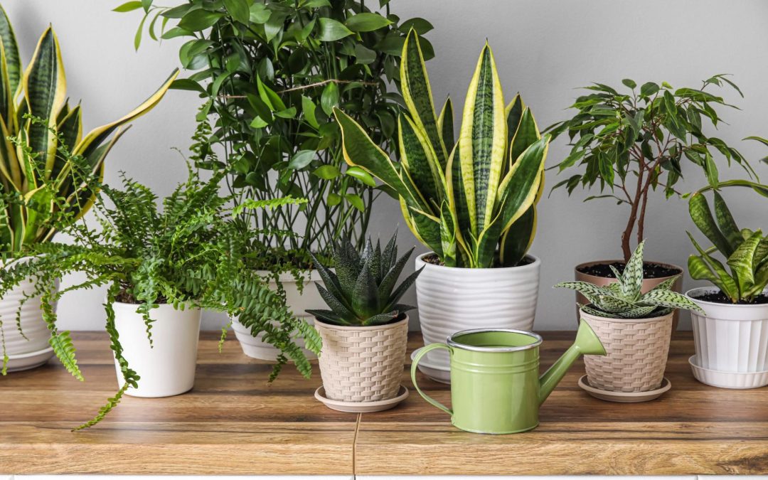 Vasos de plantas decorativas sobre um aparador de madeira em ambiente interno, com regador verde em destaque. Imagem ilustrativa para post sobre modelos de jardim de inverno, do blog da Soma Urbanismo.