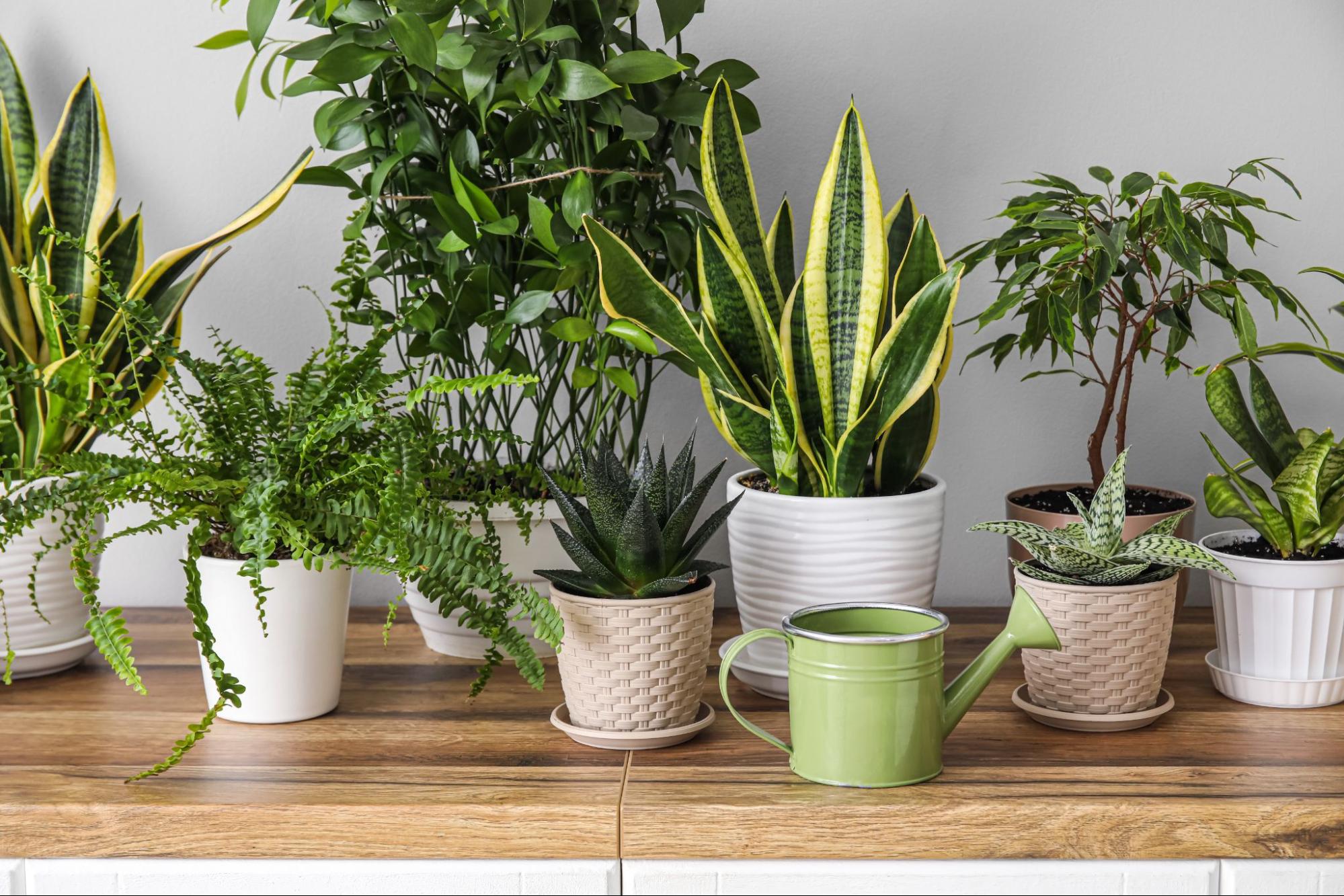 Vasos de plantas decorativas sobre um aparador de madeira em ambiente interno, com regador verde em destaque. Imagem ilustrativa para post sobre modelos de jardim de inverno, do blog da Soma Urbanismo.