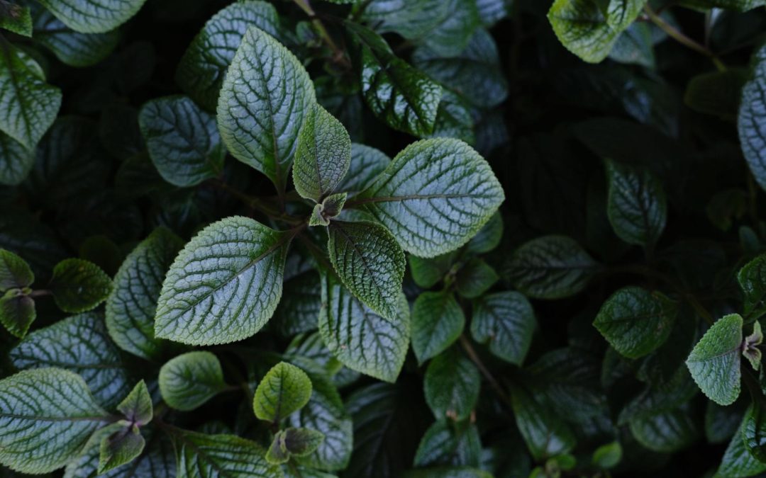 Close de folhas verdes com textura rugosa e brilho, formando denso fundo vegetal escuro. Imagem ilustrativa para post sobre como criar um jardim resistente.