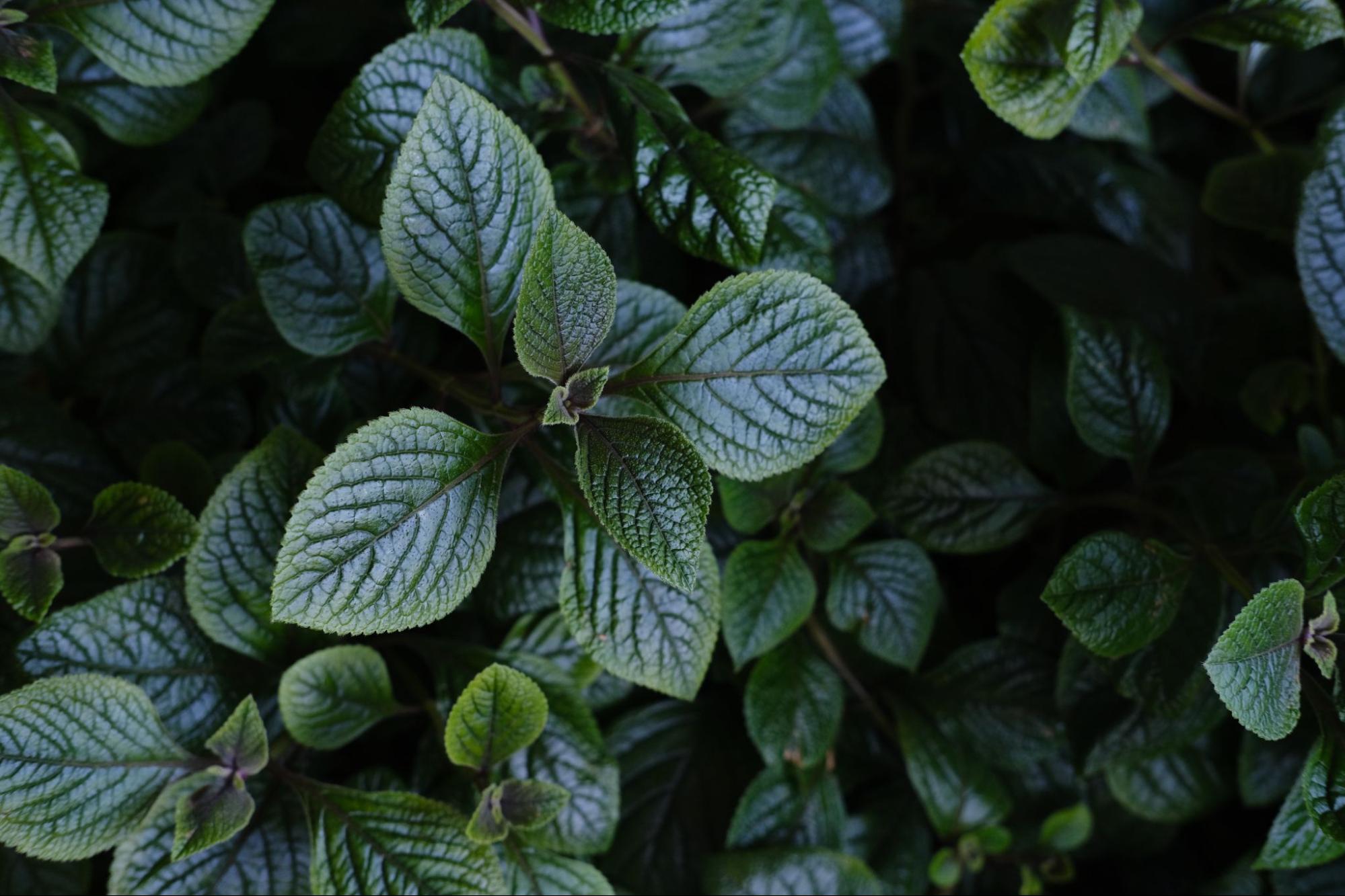 Close de folhas verdes com textura rugosa e brilho, formando denso fundo vegetal escuro. Imagem ilustrativa para post sobre como criar um jardim resistente.