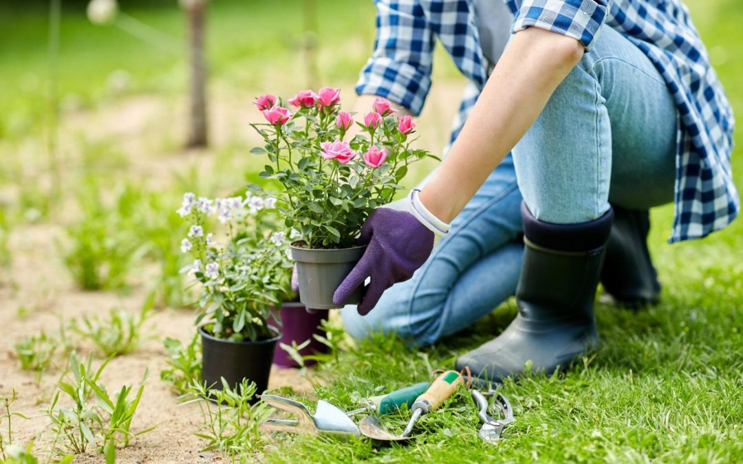 Pessoa ajoelhada em um jardim gramado, usando luvas e botas, plantando mudas de flores rosas e brancas em vasos, com ferramentas de jardinagem apoiadas no chão ao lado. Imagem ilustrativa para post sobre como cuidar do jardim no verão, do blog da Soma Urbanismo.