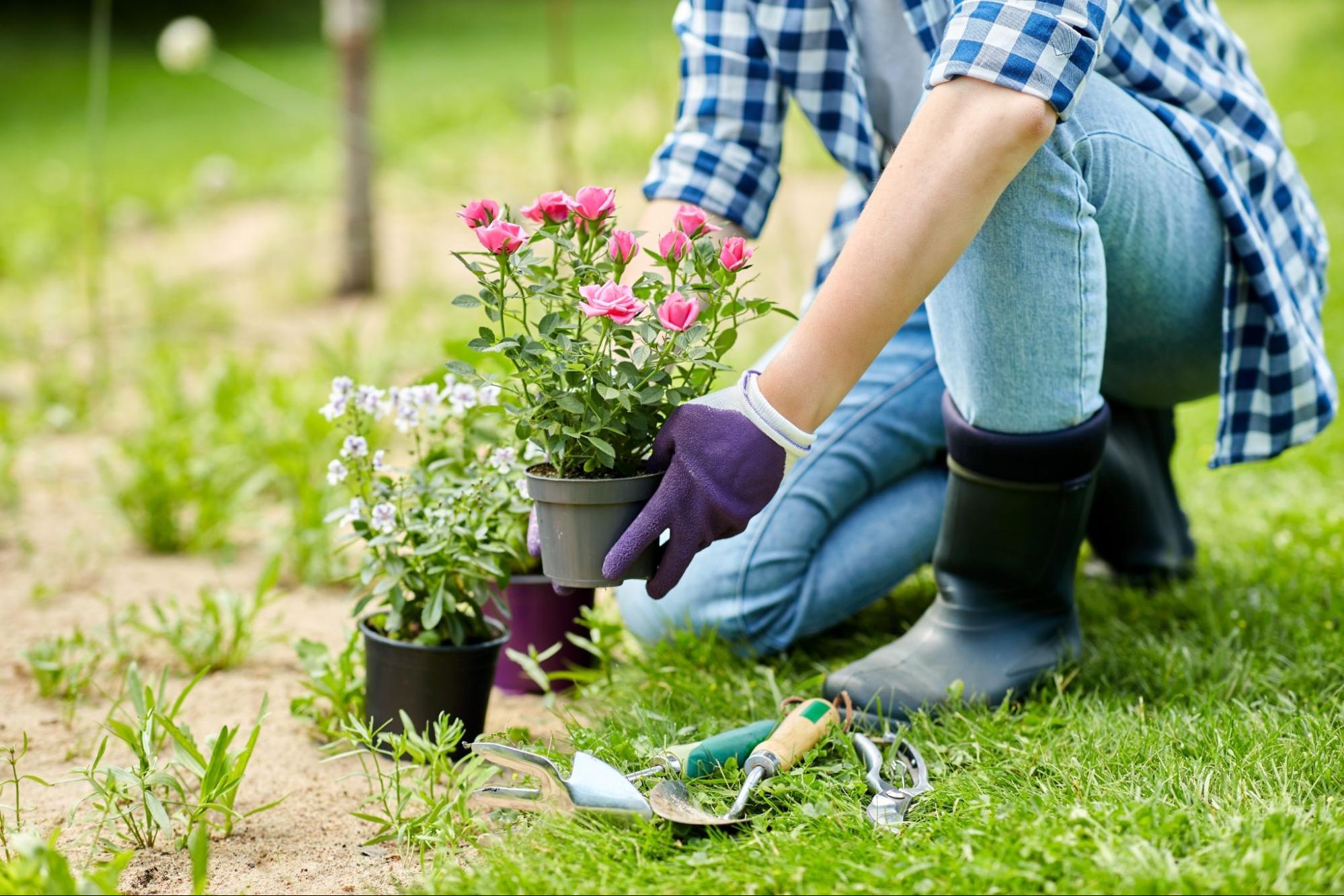 Pessoa ajoelhada em um jardim gramado, usando luvas e botas, plantando mudas de flores rosas e brancas em vasos, com ferramentas de jardinagem apoiadas no chão ao lado. Imagem ilustrativa para post sobre como cuidar do jardim no verão, do blog da Soma Urbanismo.