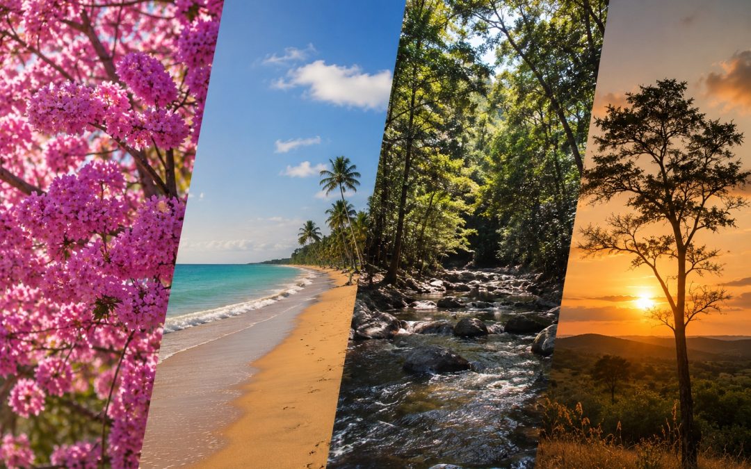 ontagem com quatro paisagens que representam as estações do ano: árvore florida na primavera, praia ensolarada no verão, riacho em meio à mata no outono e pôr do sol em paisagem campestre no inverno, destacando a influência do clima na escolha de um imóvel.